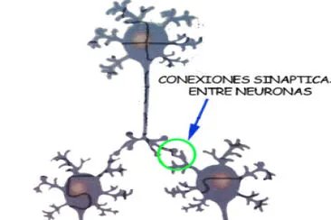 Neuronales