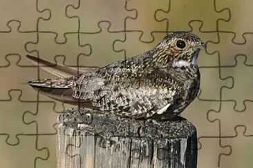 Common Nighthawk jigsaw puzzle