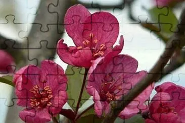 imagem jigsaw puzzle