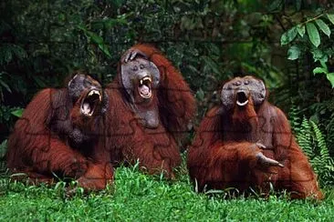 פאזל של Orangutans, Your Three Crazy Aunts