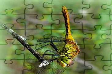 Grande libellule jaune sympetrum vulgatum jigsaw puzzle