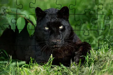 animaux jigsaw puzzle