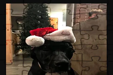 a cute dog in a christmas hat