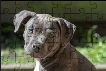 chiqui jigsaw puzzle