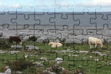 Burren Cows