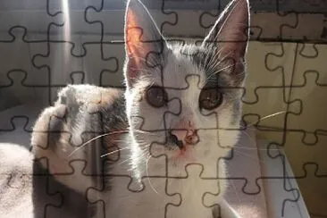 IFE jigsaw puzzle