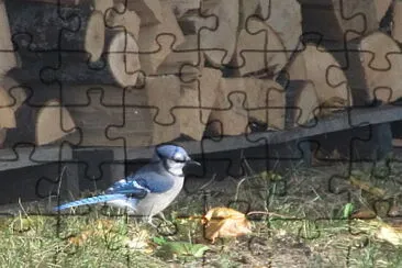 פאזל של Blue Jay by the woodpile