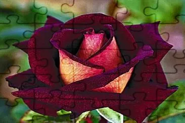 Rose Bordeaux jigsaw puzzle