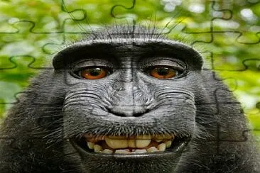 פאזל של Monkey Funny