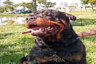 פאזל של Rottweiler