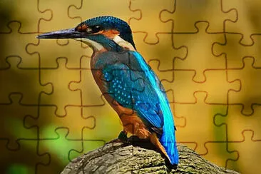 bird puzzle