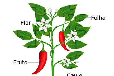 partes de uma planta- METAFITA