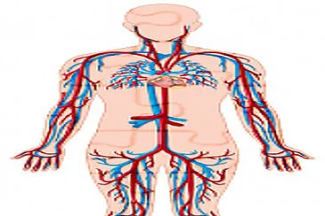 פאזל של sistema cardiovascular