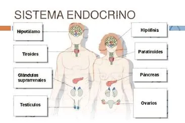 SISTEMA ENDOCRINO