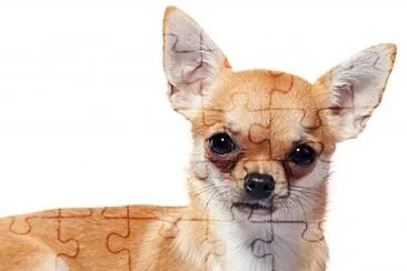 chihuahua jigsaw puzzle