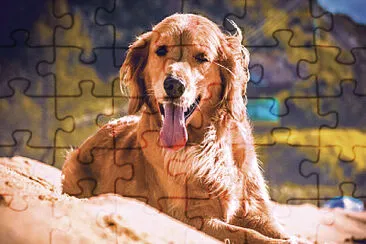 CACHORRO jigsaw puzzle