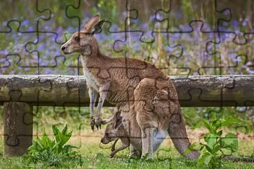 CANGURO jigsaw puzzle