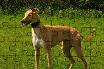 Longdog