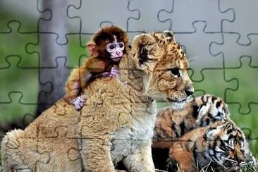 LION jigsaw puzzle