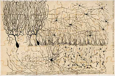 פאזל של Cells of Chick Cerebellum