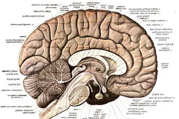 Sobotta 1908 Human Anatomy jigsaw puzzle