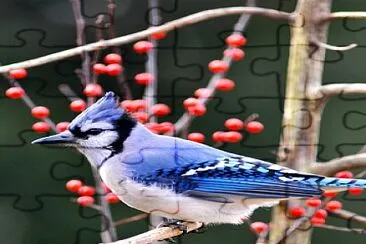 פאזל של Cardenal azul