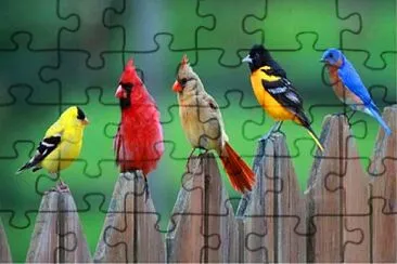 aves jigsaw puzzle