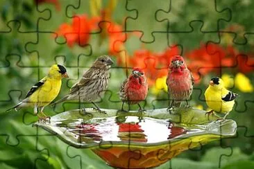 aves jigsaw puzzle