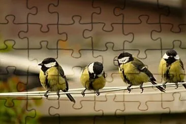 aves jigsaw puzzle