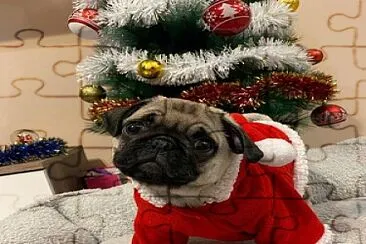 פאזל של rhum the pug