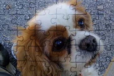 Perrita en adopcion jigsaw puzzle