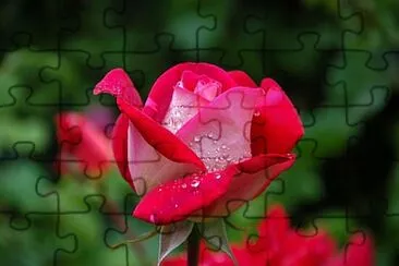 OK jigsaw puzzle