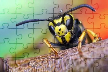 abeille jigsaw puzzle