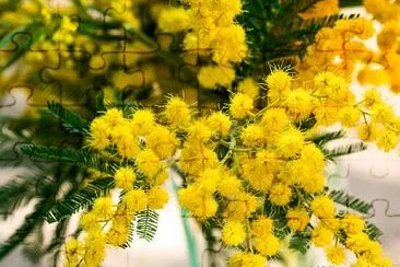 mimosa jigsaw puzzle