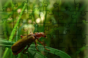 Insecte jigsaw puzzle