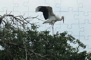 פאזל של Cigogne