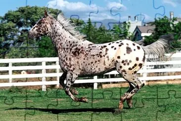 פאזל של Appaloosa