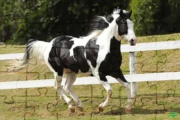 Paint Horse