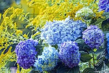 hortensia jigsaw puzzle