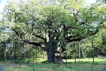 Robin Hoods Tree - Sherwood