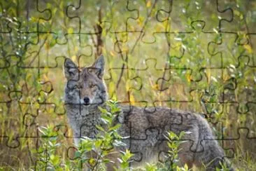 Fauna del Uruguay jigsaw puzzle