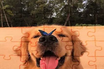 perro mariposa jigsaw puzzle