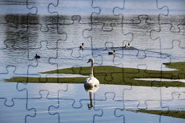 Swan and Ducks, Lake Beaulieu, U.K.