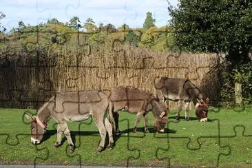 Donkeys, Beaulieu, U.K.