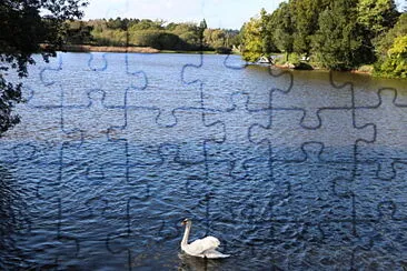 Lonely Swan, Beaulieu, U.K.