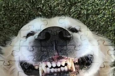 Grin (C) Jake jigsaw puzzle