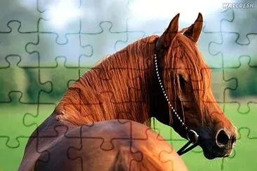 Este e um Ãlbum dedicado a minha paixão por cavalos jigsaw puzzle