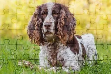 Spaniel russo