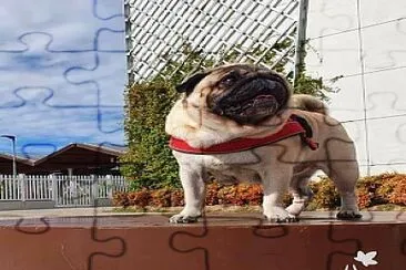 rhum the pug jigsaw puzzle