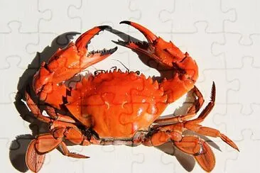 פאזל של crab